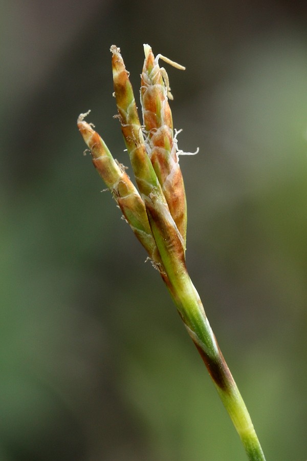 Изображение особи Carex ornithopoda.