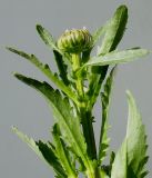 Leucanthemum vulgare