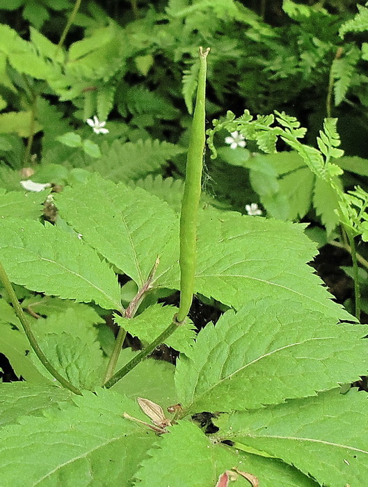 Image of Hylomecon vernalis specimen.