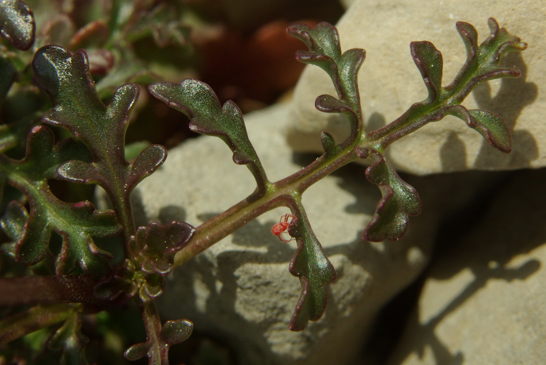 Image of Scrophularia exilis specimen.