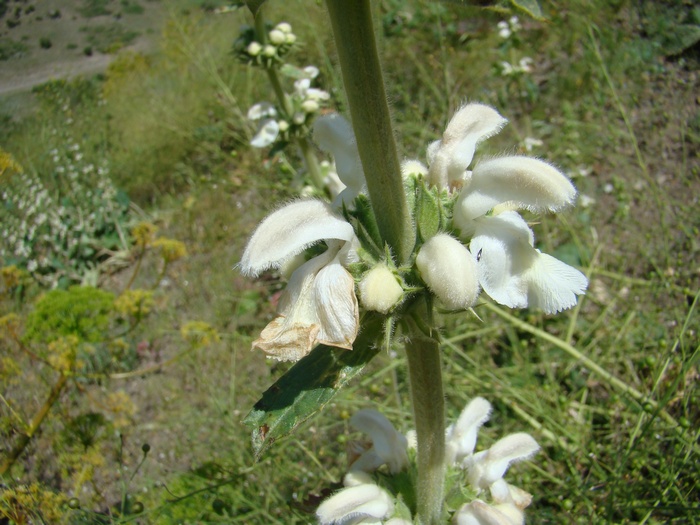 Image of Phlomoides stellata specimen.