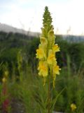 Linaria ruthenica