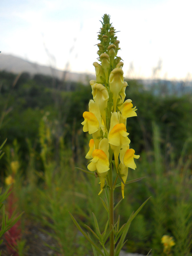 Image of Linaria ruthenica specimen.