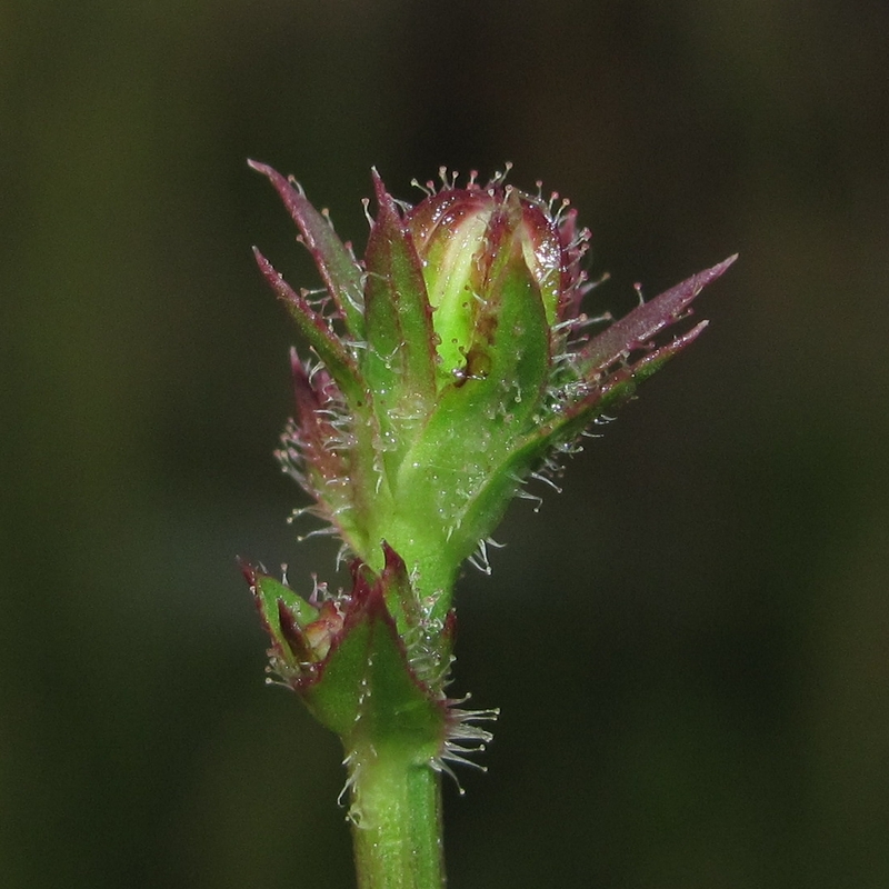 Image of Cichorium intybus specimen.
