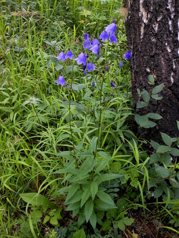 Изображение особи Adenophora lamarckii.