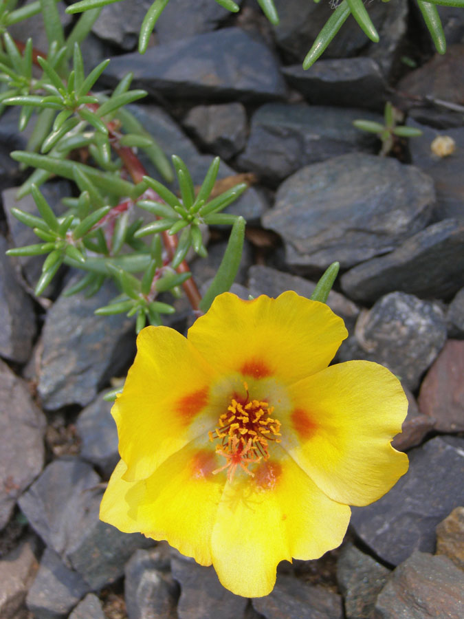 Image of Portulaca grandiflora specimen.