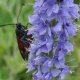 Veronica linariifolia