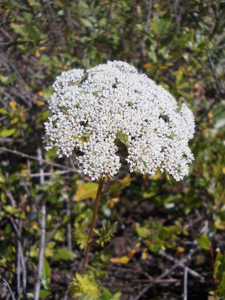 Image of Seseli condensatum specimen.