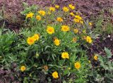 Coreopsis