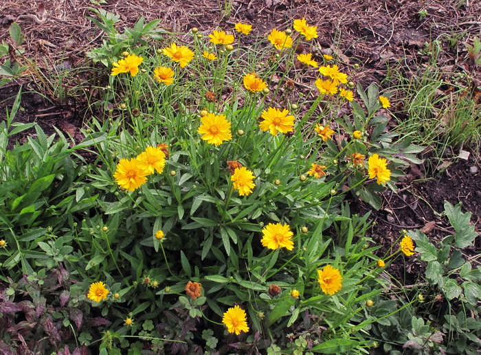 Изображение особи род Coreopsis.