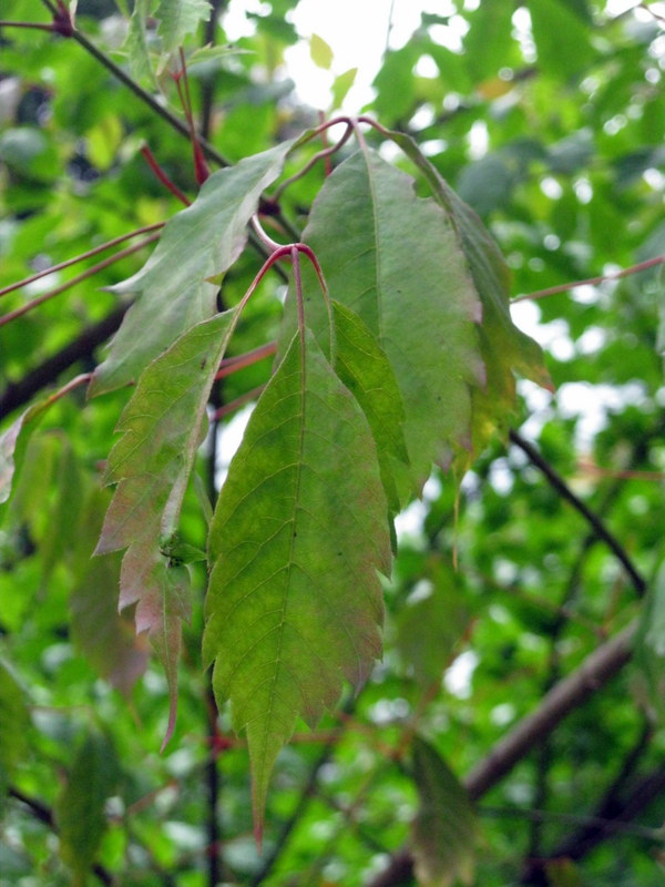 Image of Acer cissifolium specimen.
