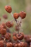 Trifolium aureum