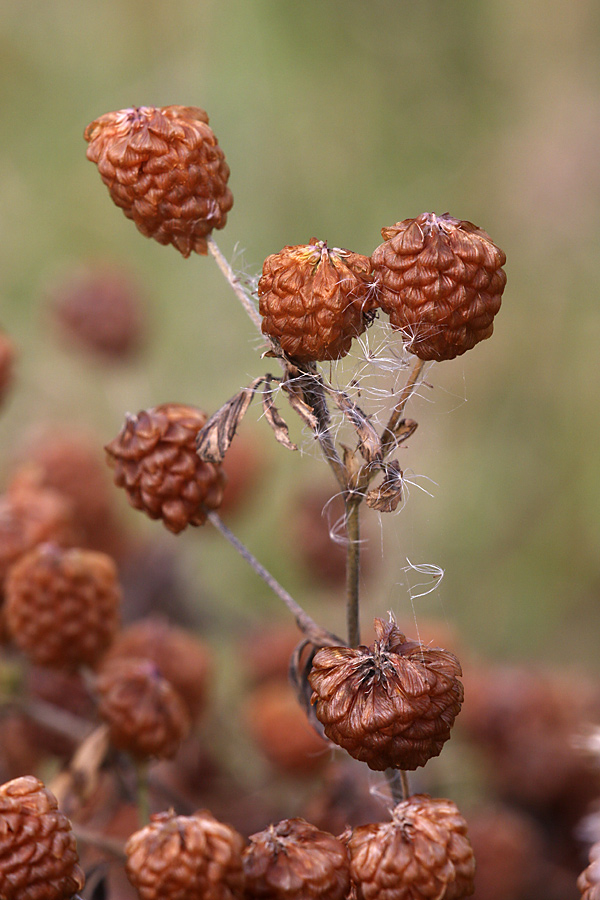 Image of Trifolium aureum specimen.