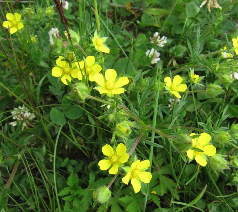 Image of Potentilla tergemina specimen.