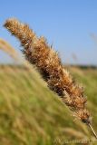 Calamagrostis glomerata