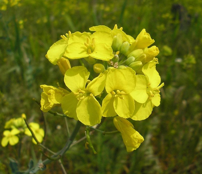 Изображение особи Brassica campestris.