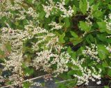 Aconogonon jurii