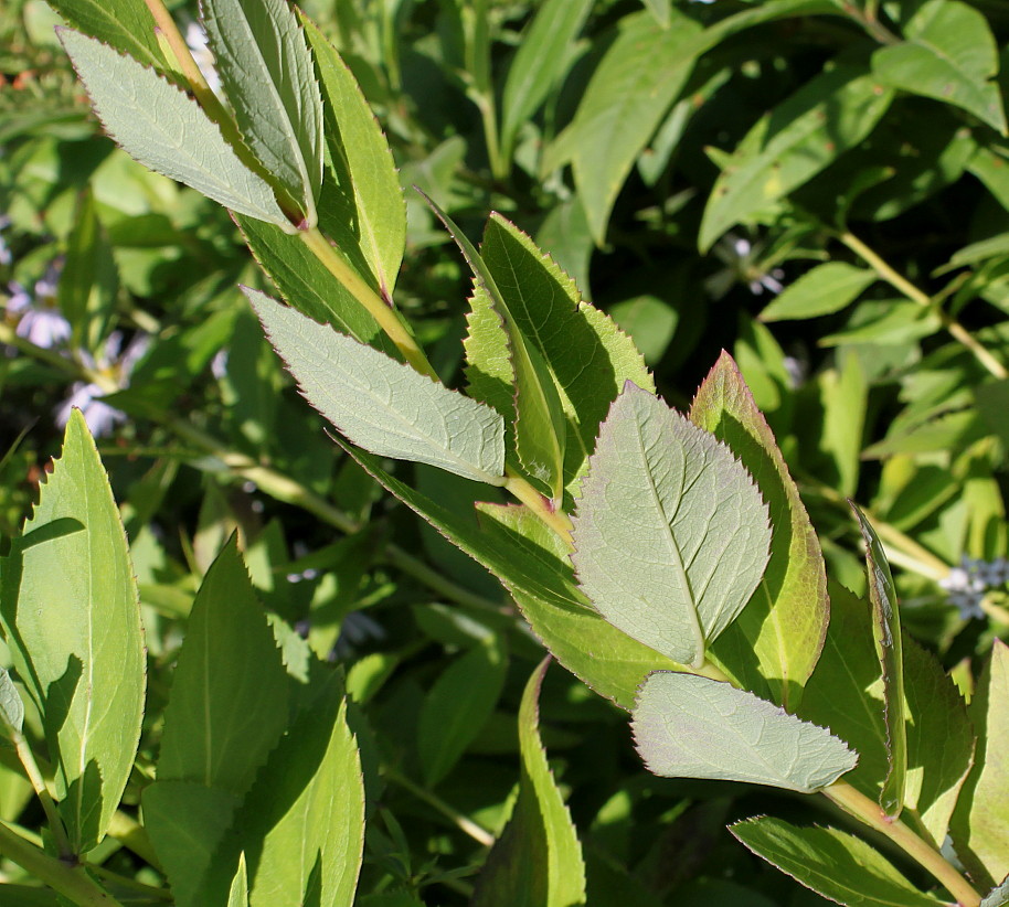 Image of Platycodon grandiflorus specimen.