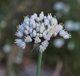 Allium carmeli. Соцветие. Israel, Mount Carmel, Nahal Oren. 03.05.2011.