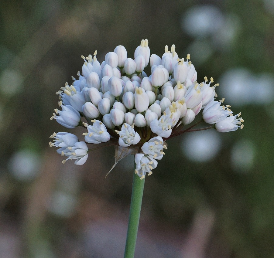 Изображение особи Allium carmeli.