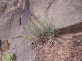 Euphorbia pachyrrhiza