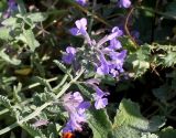 Nepeta &times; faassenii