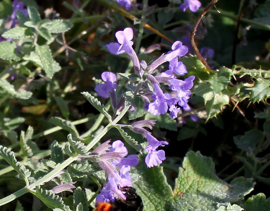 Изображение особи Nepeta &times; faassenii.