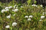 Ledum palustre