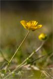 Ranunculus