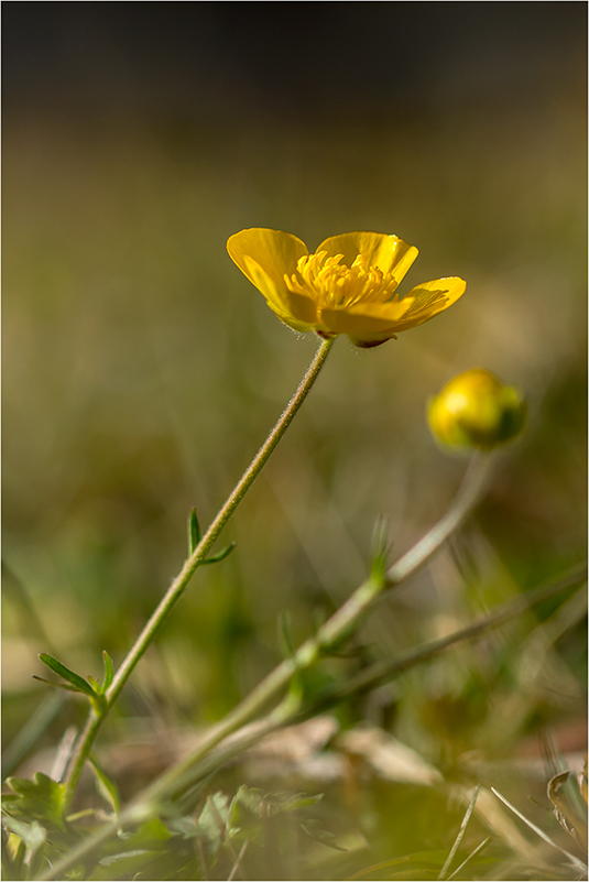 Изображение особи род Ranunculus.