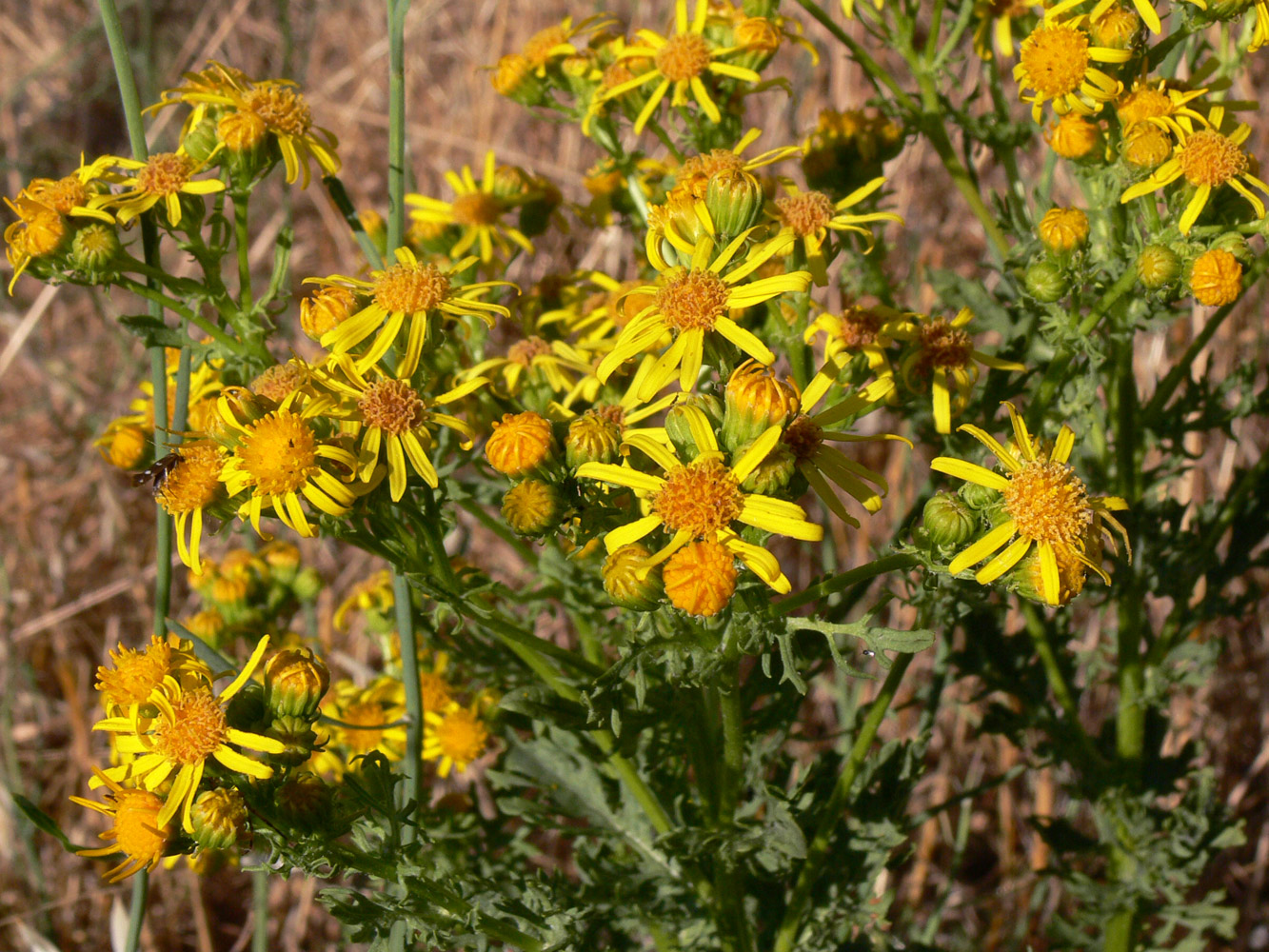 Image of genus Senecio specimen.