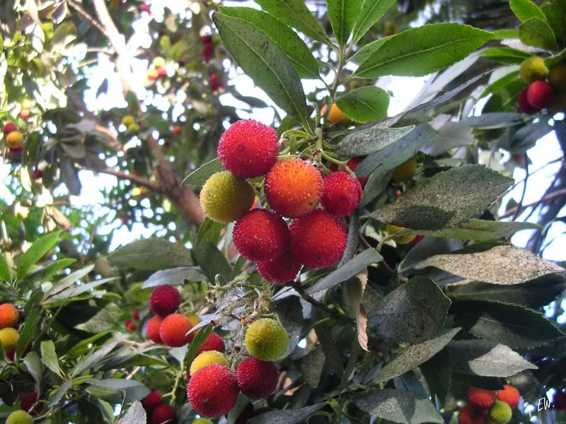 Image of Arbutus unedo specimen.