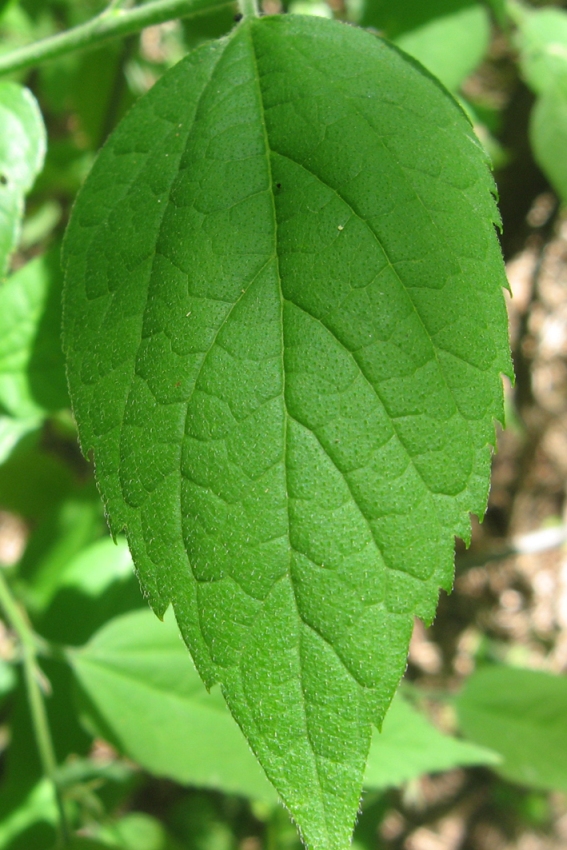 Image of Celtis australis specimen.