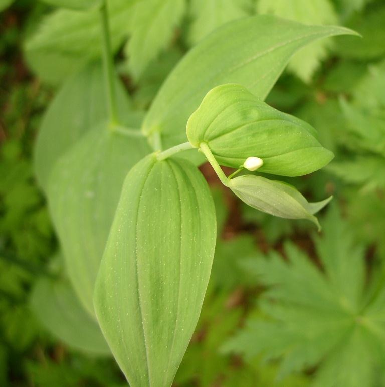 Изображение особи Streptopus amplexifolius.