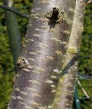Cerasus sachalinensis. Средняя часть ствола многоствольного дерева ('Rancho'). Германия, г. Кемпен, у прогулочной дорожки. 22.03.2013.