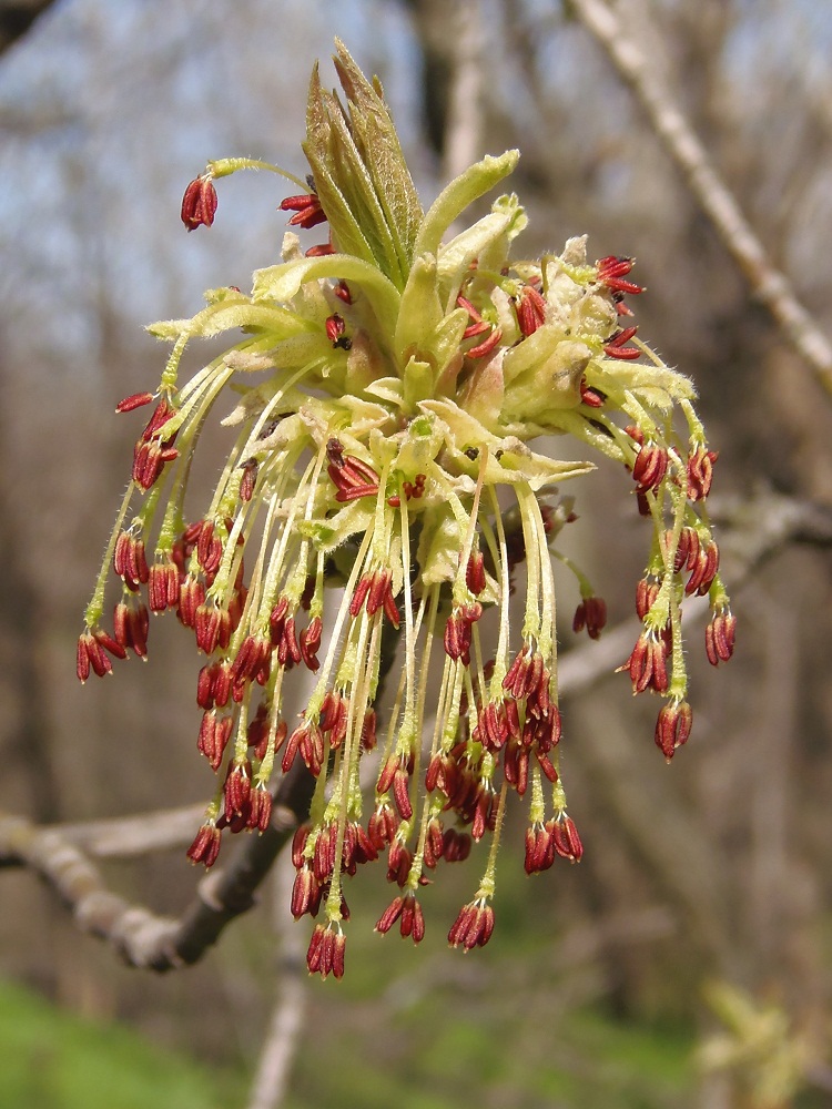 Image of Acer negundo specimen.