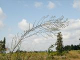 Symphyotrichum subulatum