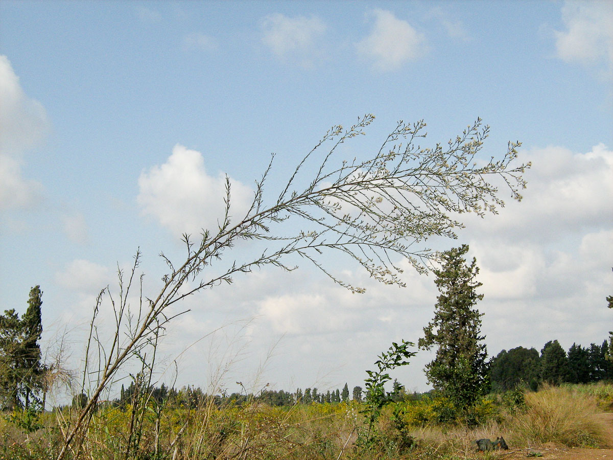 Image of Symphyotrichum subulatum specimen.