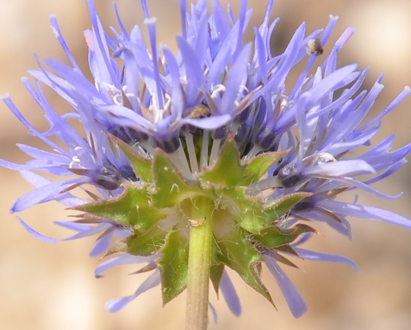 Image of Jasione heldreichii specimen.