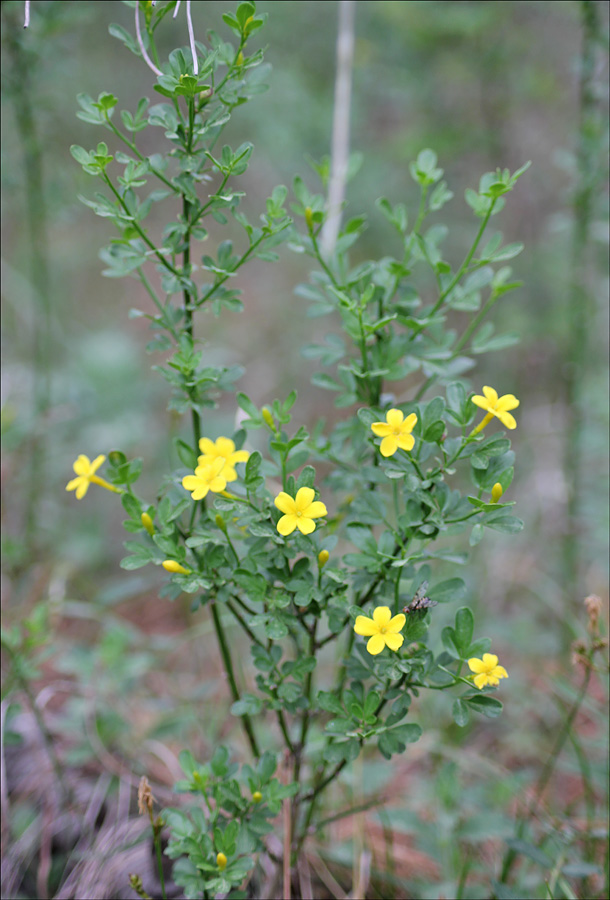 Image of Jasminum fruticans specimen.