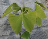 Ginkgo biloba