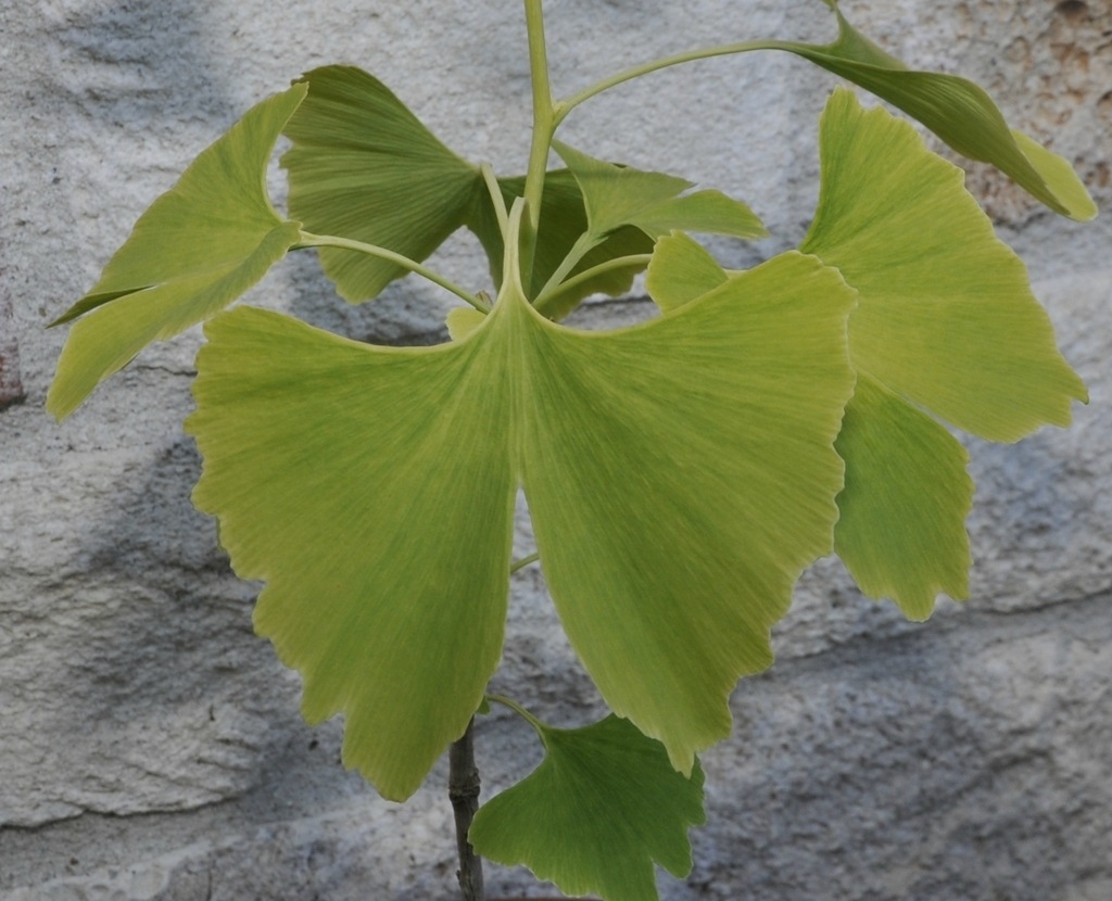 Image of Ginkgo biloba specimen.