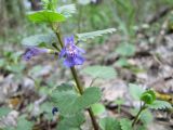 Glechoma hederacea