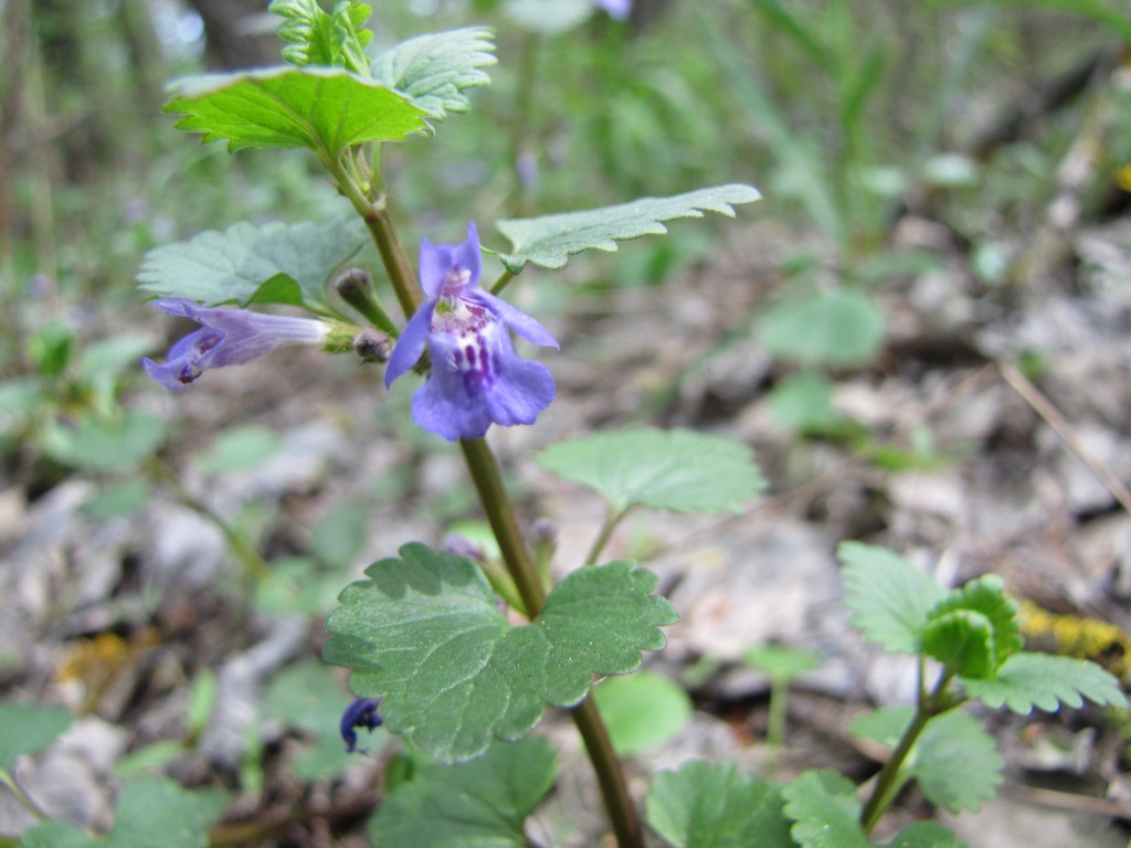 Изображение особи Glechoma hederacea.