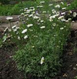 Erigeron compositus