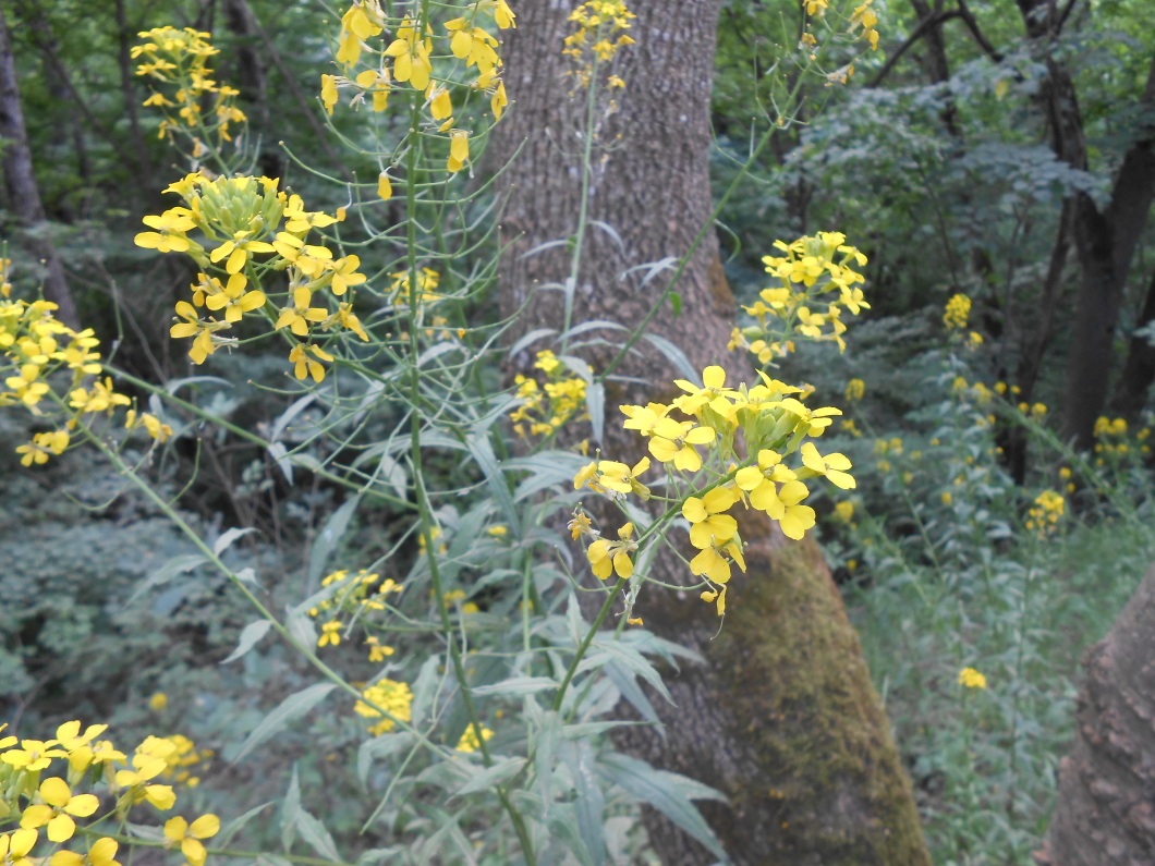 Изображение особи Erysimum aureum.