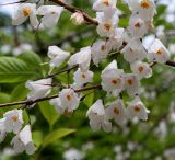 Halesia carolina