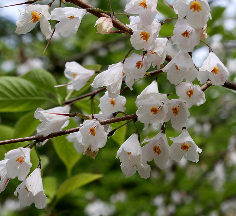 Изображение особи Halesia carolina.