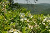 Rosa spinosissima. Ветви с цветками (Rosa gracillipes Chrshan.). Приморский край, Уссурийский р-н, окр. с. Монакино, горный луг. 01.06.2013.