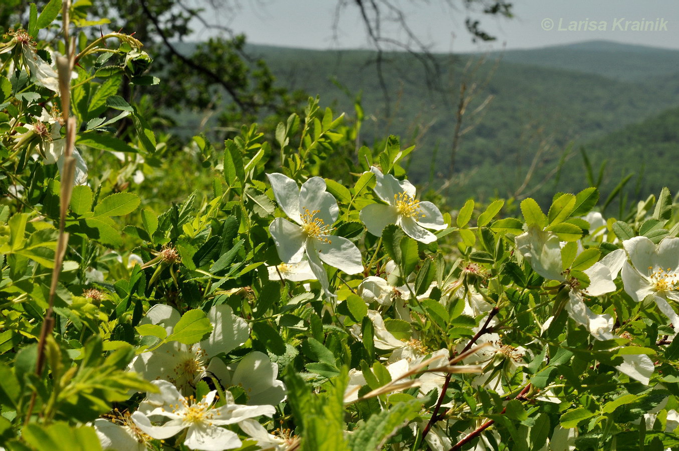 Изображение особи Rosa spinosissima.